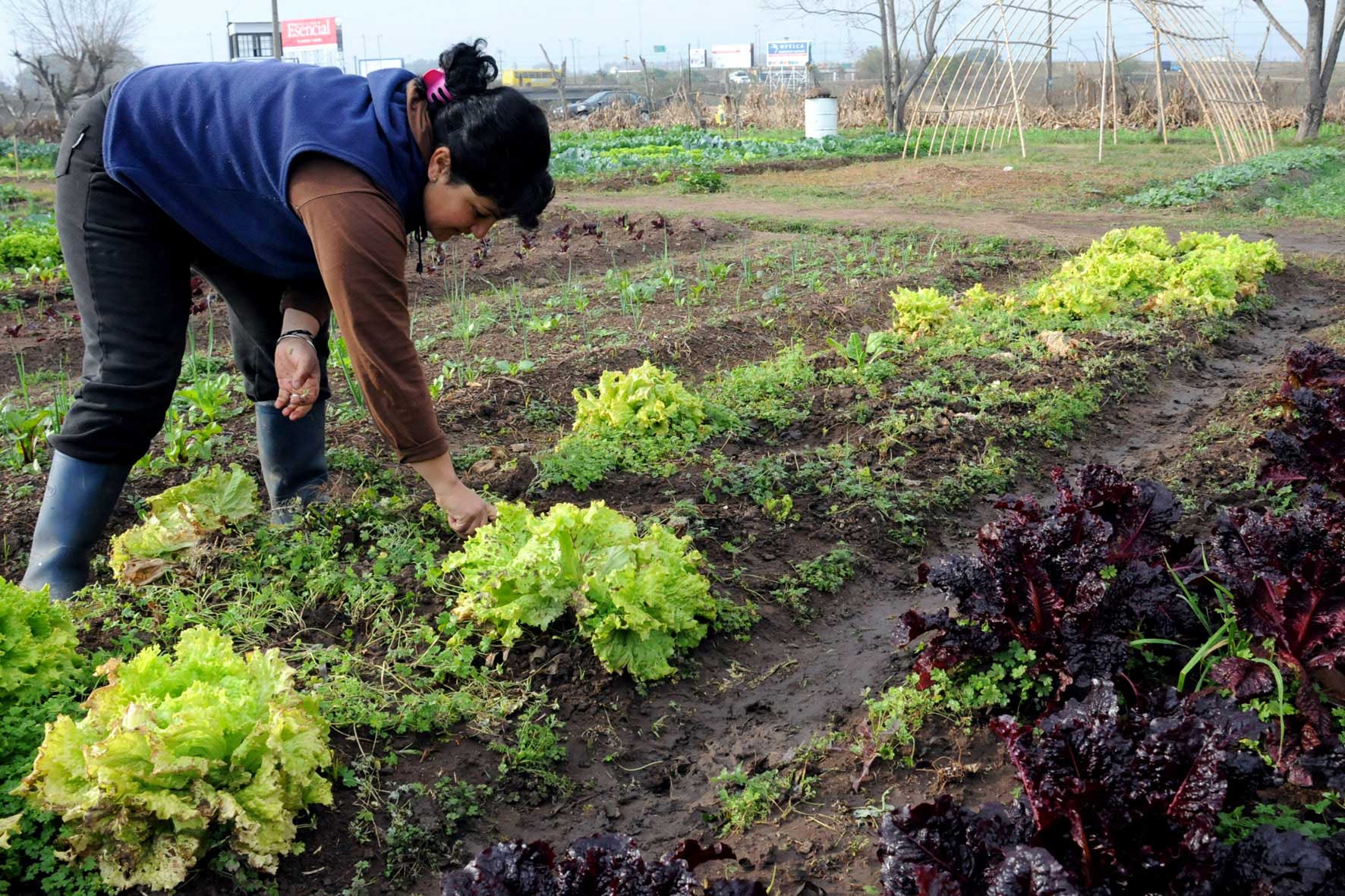 Sustainable Food Production for a Resilient Rosario